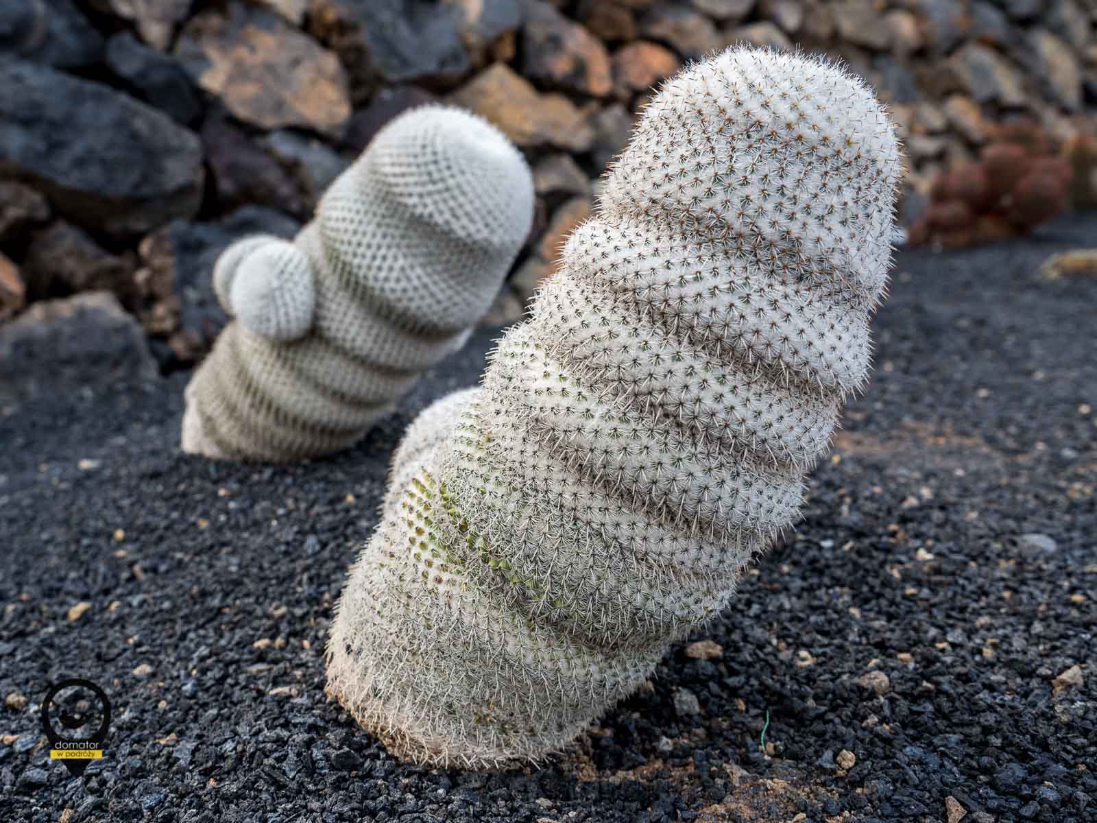 Kaktus w parku na Lanzarote