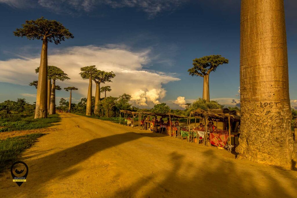 Aleja baobabów na Madagaskarze