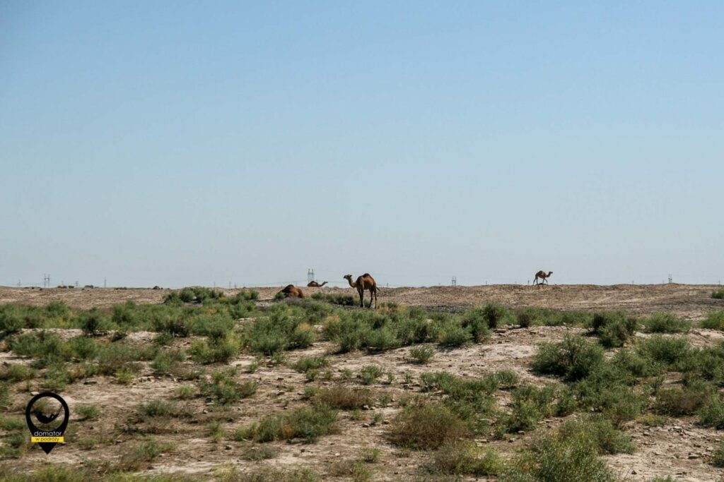 Osiemdziesiąt procent kraju zajmuje pustynia Kara Kum